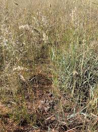 Image result for Schmidtia pappophoroides