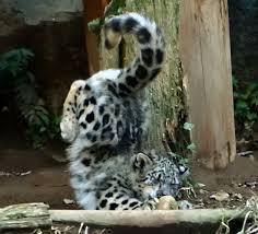 ユキヒョウがリアル 獅子の子落とし 着地に失敗して顔ごと地面に突っ込んでしまう biglobeニュース ユキヒョウ ヒョウ 獅子