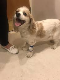 8706 queens blvd elmhurst ny 11373. Elmhurst Animal Emergency Hospital 8706 Queens Blvd Elmhurst Ny Veterinarians Mapquest