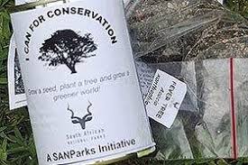 Image result for Cladostemon kirkii