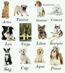 Taurus Horoscope Tauruszodiacstarsignhoroscope Zodiac Signs Sagittarius Dog Zodiac Zodiac Signs Animals