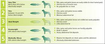 Obesity In Dogs