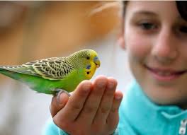 These sort of pocket pets are fuzzy and small, so you might think they'll be great for . These Are The Best Pets For Kids At Each Age Petmd