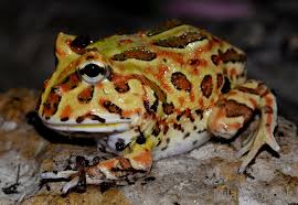 The chacoan horned frog can live in both terrestrial and aquatic environments. Image Ceratophrys Cranwelli Cranwell S Horned Frog Biolib Cz