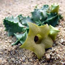 Image result for Huernia levyi