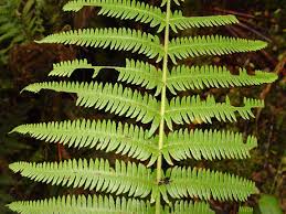 Image result for Amauropelta bergiana