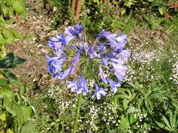 Image result for Agapanthus campanulatus