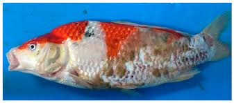 Viruses Free Full Text First Evidence Of Carp Edema Virus Infection Of Koi Cyprinus Carpio In Chiang Mai Province Thailand All of the red carpet eye candy from the biggest, baddest awards show of the season. carp edema virus infection