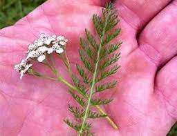 How To Tell The Difference Between Yarrow And The Poisonous Hemlock The Lost Herbs Yarrow Flower Backyard Plants Yarrow Plant