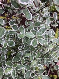 Image result for Pittosporum tenuifolium