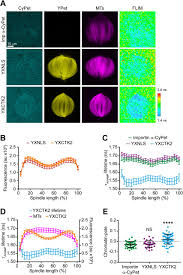 Δες επιβεβαιωμένες αξιολογήσεις απο ασθενείς, μάθε το κόστος επίσκεψης, τα χρόνια εμπειρίας και κλείσε δωρεάν ραντεβού στο doctoranytime! Rangtp Induces An Effector Gradient Of Xctk2 And Importin A B For Spindle Microtubule Cross Linking Biorxiv