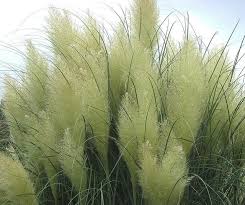 Pampas Grass Pampas Grass Pampas Splendour In The Grass