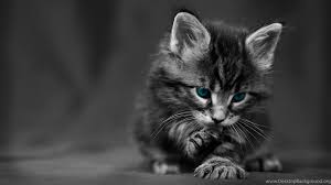 Browse through the desktop background images and download every background picture to your windows and mac os computer for free. Cute Black Cat Hd Desktop Wallpapers Hd Desktop Wallpaper Cute Desktop Background