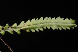 Image result for Lellingeria