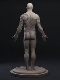 Echorce Daniel Crossland On Artstation At Http Www Artstation Com Artwork Echorce B7eb180a 92d8 4571 Anatomia Masculina Anatomia Humana Referencia Anatomia