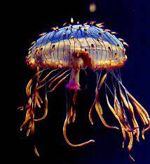 Flower Hat Jelly Olindias Formosa Occurring In The West Pacific Off Southern Japan This Jelly I Colorful Jellyfish Beautiful Sea Creatures Ocean Creatures