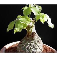 Image result for Bombax