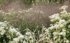 Image result for Panicum pansum