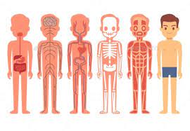 Human Body Anatomy Vector Illustration Male Body Anatomy Human Body Anatomy Human Body