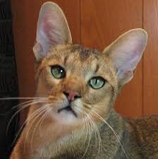 Maybe you would like to learn more about one of these? Chausi Opisanie Porody Porody Koshek
