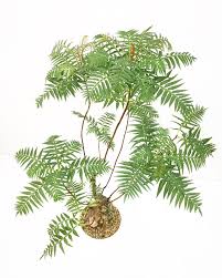 Image result for Erythrophysa