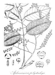 Image result for Lepidotrichilia