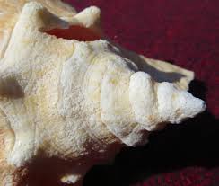 It should be clean in aweek.maggots are wonderful creatures! The Conch Quest Of Abaco Rolling Harbour Abaco