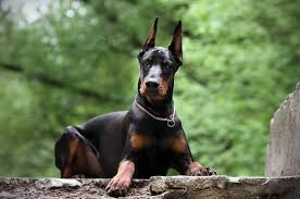guard kutyafajtak a haz vagy lakas a kivalasztasi kriteriumok doberman porody sobak sobaki doberman pincher