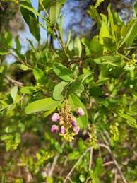 Image result for Securidaca longepedunculata