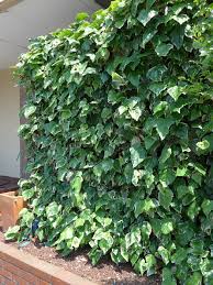 オカメヅタ 植物写真鑑