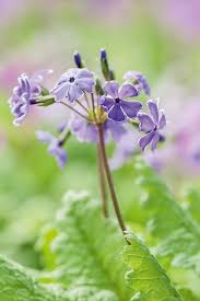 Image result for Primula