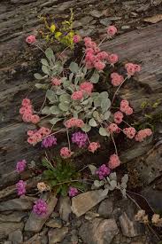 Image result for Eriosema monticola