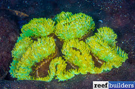 Image result for Flabellariopsis