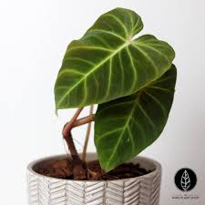 The Rare Plant Shop On Instagram The Beautiful Philodendron Verrucosum Rojo A Slight Variation On The Regular Form Of V Plants Rare Plants Philodendron