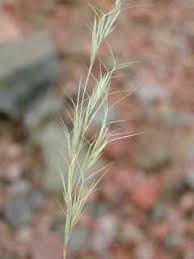 Image result for Aristida effusa