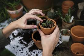 If removing while still planted in the soil, insert the knife blade into the soil between the mother plant and the offshoot. What S The Best Soil For Your Cactus