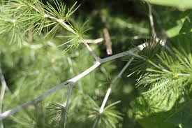 Image result for Asparagus laricinus