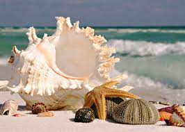 4 Seashells Ocean 5 X 7 5x7 Glossy Photo Picture Lot Ebay Sea Shells Beach Wallpaper Shell Beach