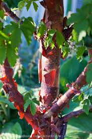 Paperbark Maple Greenfuse Photos Garden Farm Food Photography Ornamental Trees Winter Plants Small Trees