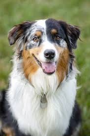The 15 Best Guard Dogs To Protect Your Family And Home In 2020 Best Guard Dogs Shepherd Dog Breeds Dogs