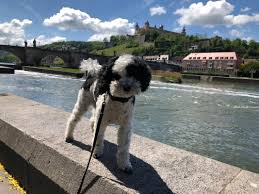 Wurzburg Und Seine Hunde Wie Hundefreundlich Ist Unsere Stadt Wurzburg Erleben