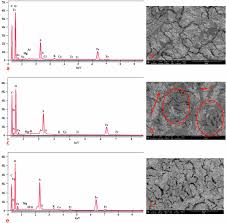 Image result for Aeollanthus myrianthus