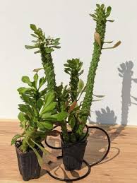 Image result for Monadenium rugosum