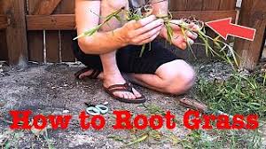 Aeration will allow oxygen and water to penetrate a compacted soil, encourage stronger roots and. Planting St Augustine Grass Runners 100 Success Youtube