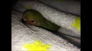 Breeders can inform new owners on how to feed and care for their baby parrots. How To Bathe Your Baby Lovebird Youtube