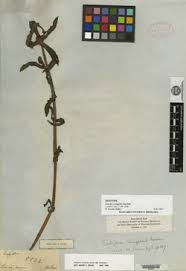 Image result for Enydra fluctuans