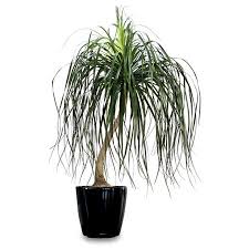 Dogs and cats don't usually know what things make them sick, so their curious nature occasionally gets the best of them. 10 Non Toxic House Plants Keeping Your Pets Safe Aspca Plants Safe House Plants House Plants