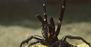 Spinne macht sich über hilflose schlange her. Invasion Der Giftspinnen Australien Die Rheinpfalz