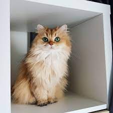 Pin By Inna On Koshki I Sobaki Porodistye Znamenitye 1 Cats Cat Day Cat Life