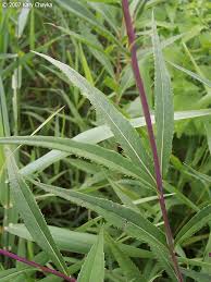 Image result for Vernonia undulata